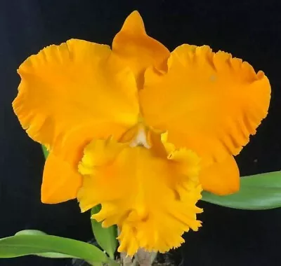 RON Cattleya Orchid Rlc Emperor Gold 'Golden Emperor Quality Mericlone 100mm Pot • $25