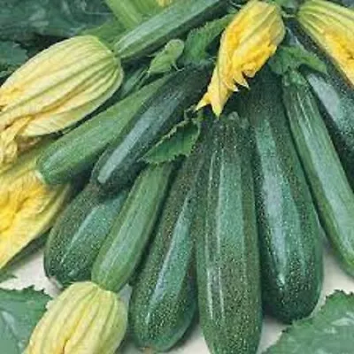 ZUCCHINI ALL GREEN BUSH SEEDS Vegetable Seeds Courgette Seeds Zuccini Seeds • $2