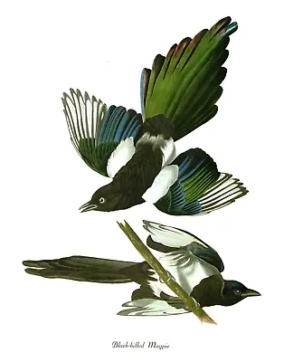 1978 Audubon Vintage Birds  Black-Billed Magpie  Full Color Art Jumbo Lithograph • $10