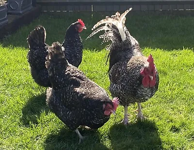 6x Fertile Cuckoo Maran Hatching Chicken Eggs Mixed Breeds • £18