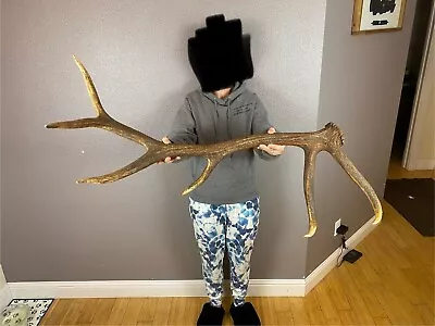 ELK SHED ANTLER WILD IDAHO 5pt HORN DEER MOOSE Fresh Wedding Decor SELF STANDING • $199.99