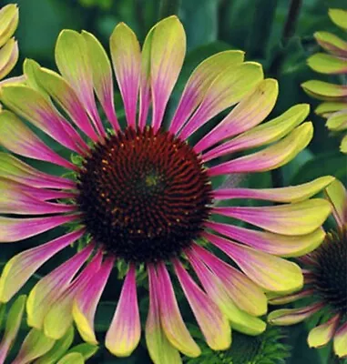 ORGANIC - 20 Seeds Perennial Echinacea Green Twister Fresh UK Seeds Non GMO • £5.20