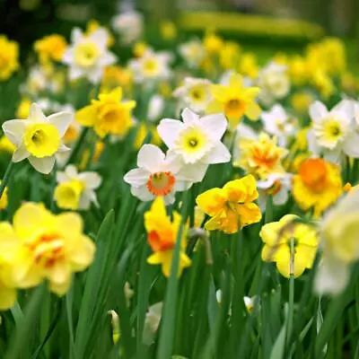 10/20/40/60/80/100 Mix Daffodil Narcissus Garden Bulb Spring Flowering Tazetta • £8.99