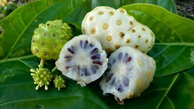 Noni - Indian Mulberry Morinda CitrifoliaMEDICINAL Herb Seed 25 Seeds • $9.99