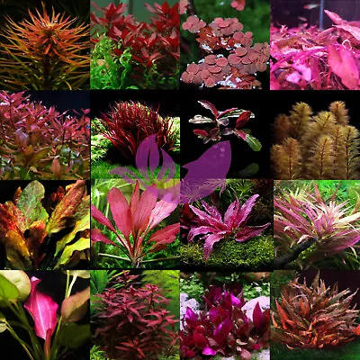 Aquarium RED Plant Pack (6 Live Plants) + Sticker | Live Arrival Guarantee* • $34.95