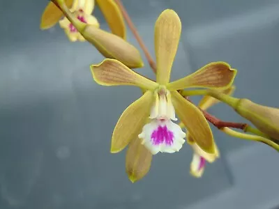 Encyclia Tampensis Bloom Size Mounted Cork Bark FRAGRANT SPECIES C • $30