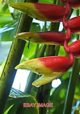 Photo  Impatiens Niamniamensis Or Parrot Plant (or Congo Cockatoo); In The Palm • £1.85