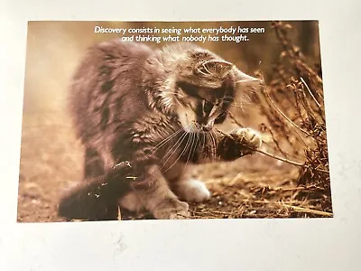Vintage Argus Kitten Cat Educational School Humor Poster -21” X 14” -#43509 • $29.99