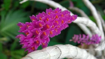 $33 • Buy MOS. Orchid Species Dendrobium Secundum