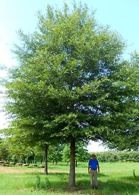 2 Willow Oak Seedlings Quercus Very Hardy Tall Shade Tree Expensive Lumber • $14.99