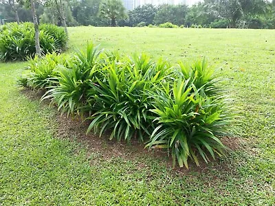 Pandan (Pandanus Amaryllifolius) 1 TC Plant/Plug - 3-6 Inches -Edible/Medicinal • $9.99