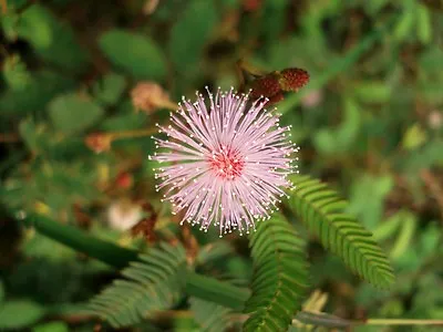 Flower - Mimosa Pudica - Sensitive Plant - 200 Seeds - Fresh Seed & Great Fun • £1.15