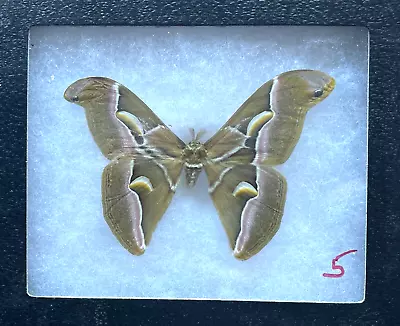 YOU SELECT BEST Big MOTH In 5 X6  RIKER MOUNT Using NUMBER ON IMAGE To ORDER! • $25