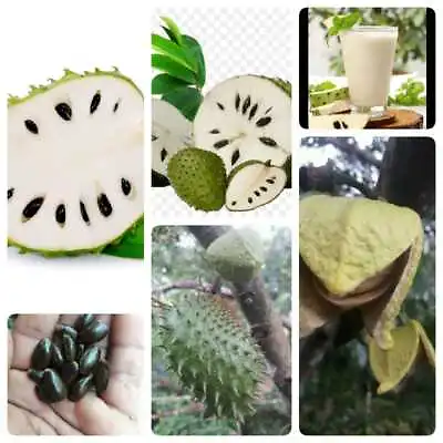 $7.99 • Buy Soursop Seeds 50 Guanabana Annona Muricata Ceylon Seeds Organic Graviola NEW