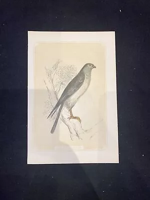 £8 • Buy 1860 Hen Harrier Antique Print Coloured Bicknell