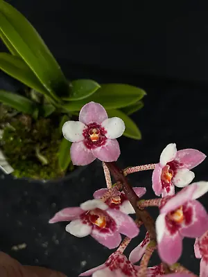 $95 • Buy Select Barrita Orchids Sarcochilus INDP/109