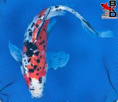 10  SHUBUNKIN GOLDFISH Live Koi Fish Garden Pond G1 • $34.99