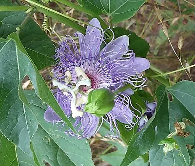 20 Passion Vine Seeds - Maypop Passiflora Encarnata Cold Hardy Edible Fruits. • $4.75