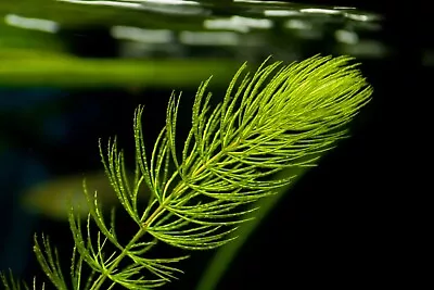 Hornwort X10 Strands Oxygenating Pond/Aquarium Plant (Ceratophyllum Demersum). • £9.97