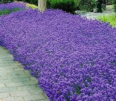 Lavender Munstead Flower Seeds - Bulk  • $6.99