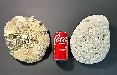 Large Brain Coral Fossil (9 ) AND Large Dried Mushroom Coral Skeleton (9 ) • $124.99