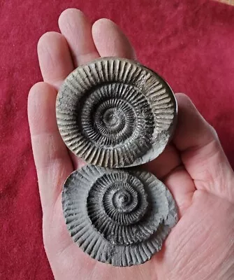 Polished Pebble Containing Dactylioceras Ammonite Fossil From England Jurassic  • $71.70