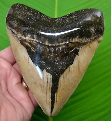 MEGALODON SHARK TOOTH - XL 5 & 5/8  WAFFLE SIZE -  W/ DISPLAY STAND - MEGLADONE • $235