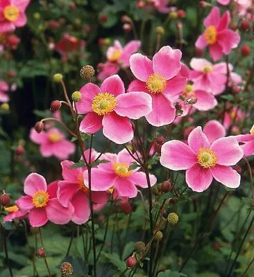 ANEMONE JAPONICA  ROSE BEAUTY  JAPANESE ANEMONE 40 Seeds • £3.32