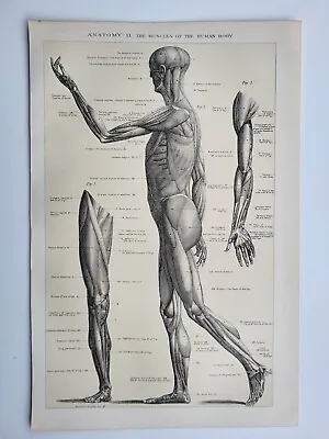 Old Vintage Antique Print 1901 Anatomy Muscles Of The Human Body • $11.21