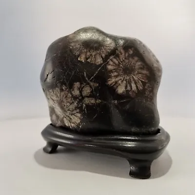 Suiseki Japanese Viewing Stone Bonsai Zen Kikkaseki Chrysanthemum Stone 519g • $250