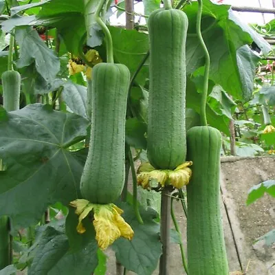 5g/30pcs Sponge Gourd Seeds Luffa Seeds Luffah Seeds Chinese Okra Seeds 肉丝瓜种子 • $2.89