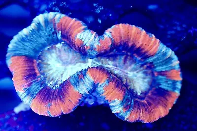 Live Wysiwyg Coral Colony Ultra Tricolor Wellsophyllia Trachyphyllia • $88