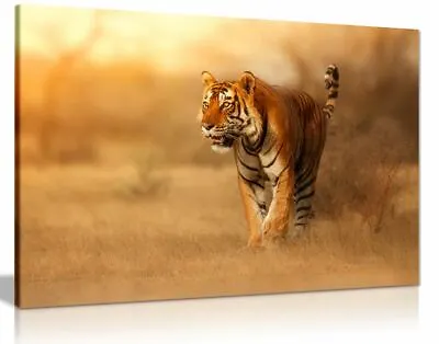 Bengal Tiger Wildlife Canvas Wall Art Picture Print • £24.99