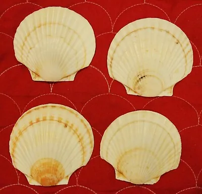 Four White Scallop Shells For Crafts Baking Cooking Serving 3.5 -3.75  Seashells • $7