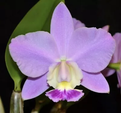 Lc. Mini Purple 'Small Florett' AM/AOS Japan Import Original Cattleya Division • $120