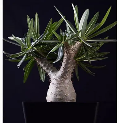 Pachypodium Rosulatum Gracilius Succulent Plant Root Tuber Beautiful Live Plant • $106.21