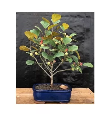 Ficus Diversifolia House Plant. Mistletoe Fig Bonsai Tree 8 Yo 9  H Great Gift • $120.95