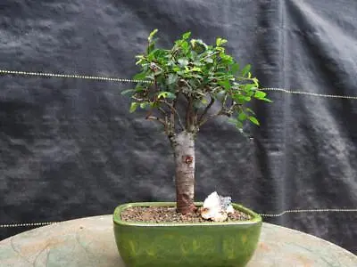 Chinese Elm Bonsai Tree - Straight Trunk Style (Small) • $77.99
