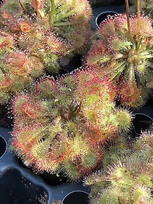 Sundew - Drosera Spatulate In 3” Pot • $19.99