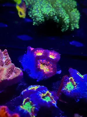 WYSIWYG Crazy Rainbow Acan Lord Frag Colony Multicolor Live Coral LPS SPS HG Zoa • $31.99