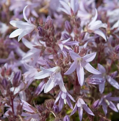 Campanula Plug Plants Bellflower Lilac Flowers Evergreen Perennial Pack Of 3 • £9.99