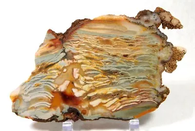 Fantastic Ibis Agate With Wild Patterns Slab! Must See! • $28