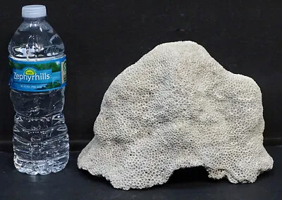 LARGE! Natural SEA CORAL Specimen AQUARIUM TERRARIUM Brain Head MADRACIS SENARIA • $74.95