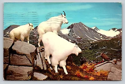 C1984 Mountain Goats Harding Ice Field Alaska 4x6 VINTAGE Postcard 1818 • $8.09