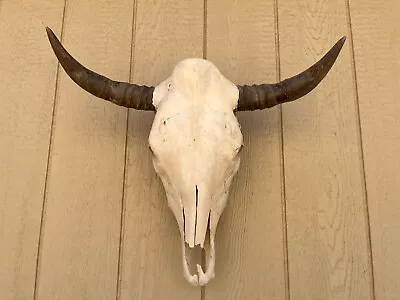 Steer Skull 23  1/2  Inch Wide Unpolished Big Bull Horn Mounted Cow Head • $165