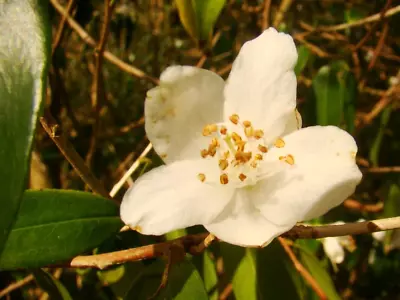 10 CUSPIDATE CAMELLIA SEEDS - Camellia Cuspidata • £5.63