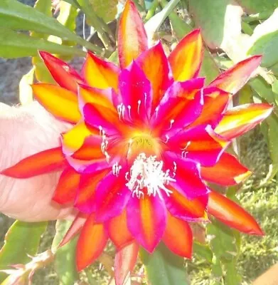 Rare Epiphyllum Vibrant Orange & Purple Cutting Color XL Flower Orchid Cactus • $21.95