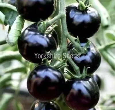 25x Cherry Tomato Black Opal Seeds - Vegetable • £1.99