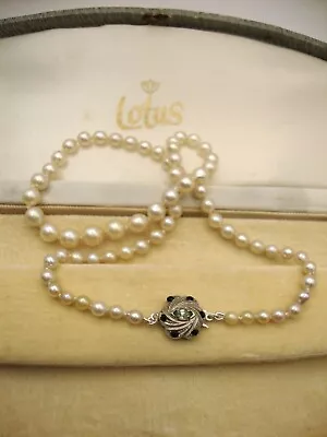 Vintage Lotus Cultured Akoya Pearl Necklace - Silver Clasp - Refurbished - Boxed • £145