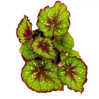 Harmony's Christmas Cheer Begonia Rex 4 Inch Red And Green With Snowflakes White • $24.99